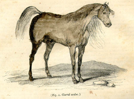 04cheval